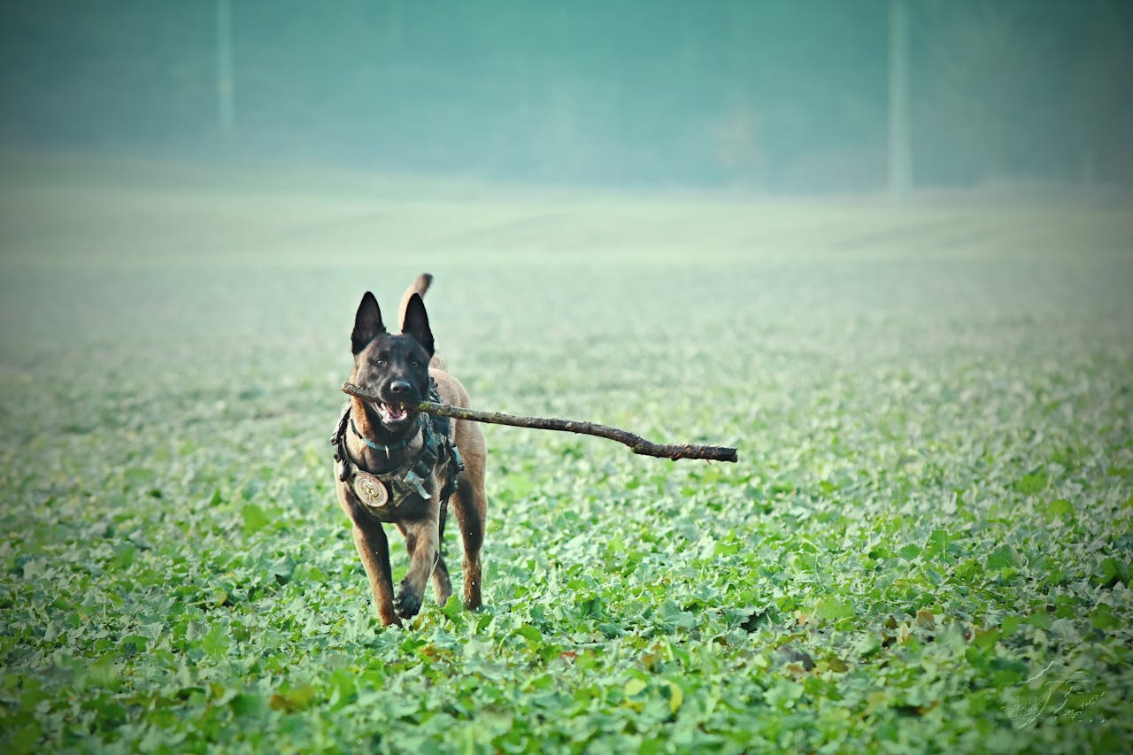 An energetic Belgian Malinois with a stick in a lush green field, enjoying a game of fetch.