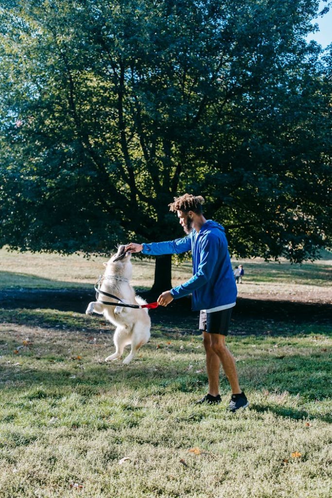 A joyful moment as a man trains his Akita dog in a sunlit park.