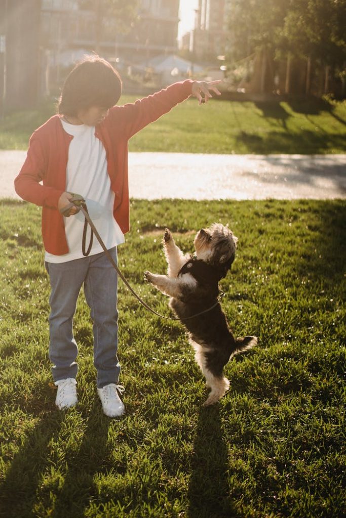 A young boy trains his Yorkshire Terrier dog in a sunlit park, capturing a playful moment.