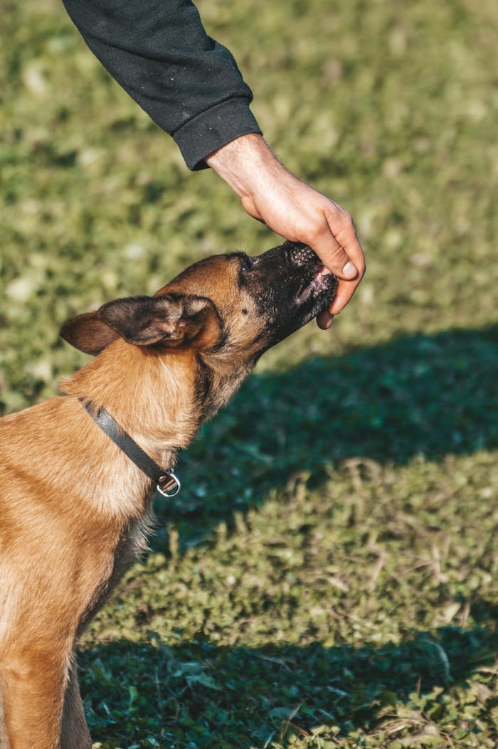 A dog eats a treat offered by an owners hand in a sunny outdoor setting.