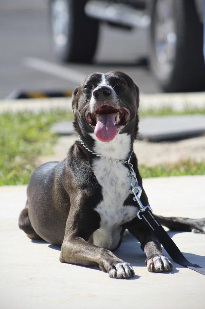 perro, trust, attachment, love, dog love, dog training, show of affection, companionship, esteem, happy dog, stay, calm, happiness, dog commands, dog obedience training, dog obedience