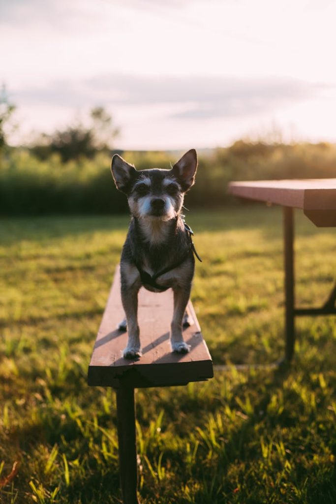 Adorable small dog standing on a wooden bench in a sunny park setting.