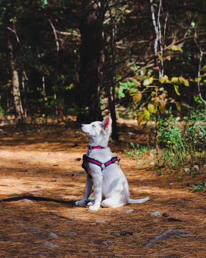 Adorable white Swiss Shepherd dog seated in a sunlit forest, showcasing natures beauty.